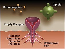 Opioid Receptor Empty