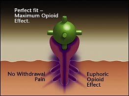 Opioid receptor satisfied with a full-agonist opioid. –  The strong opioid effect of heroin and painkillers can cause euphoria and stop the withdrawal for a period of time (4-24 hours). The brain begins to crave opioids, sometimes to the point of an uncontrollable compulsion (addiction), and the cycle repeats and escalates.